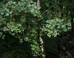 Acer opalus