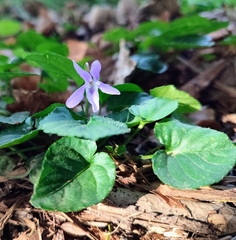 Viola reichenbachiana
