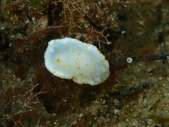 Goniobranchus tasmaniensis