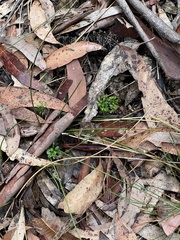 Xanthosia tridentata