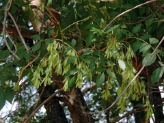 Fraxinus