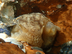 Pleurobranchaea maculata