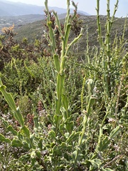 Genista tridentata