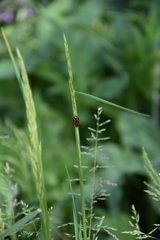 Cercopis vulnerata