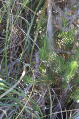 Leucadendron teretifolium