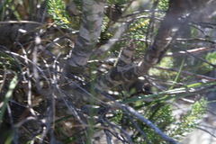 Leucadendron teretifolium