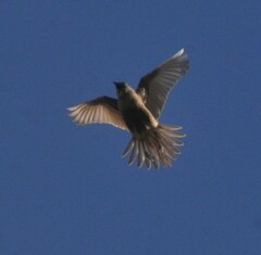 Cincloramphus cruralis