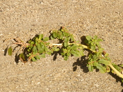 Amaranthus