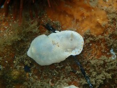 Goniobranchus epicurius