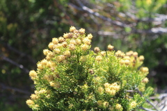 Leucadendron teretifolium