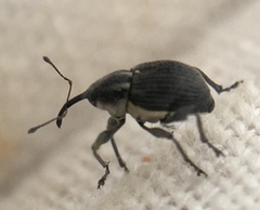 Archarius salicivorus