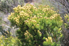 Leucadendron teretifolium