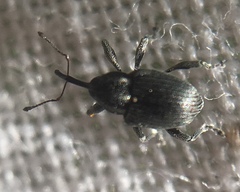 Archarius salicivorus