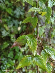 Viburnum erosum
