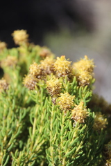 Leucadendron teretifolium