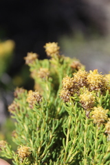 Leucadendron teretifolium