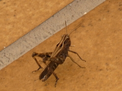 Omocestus