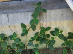 Commelina benghalensis