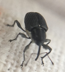 Archarius salicivorus