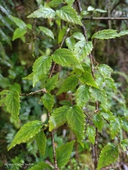 Viburnum erosum