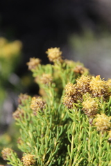Leucadendron teretifolium