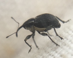 Archarius salicivorus