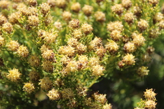Leucadendron teretifolium