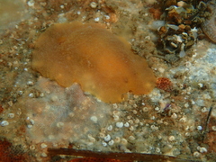 Doriopsilla carneola