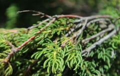 Leucadendron teretifolium