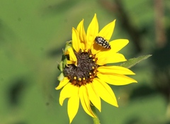 Acmaeodera disjuncta