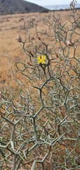 Launaea arborescens