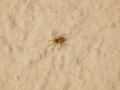 Oecobius maculatus