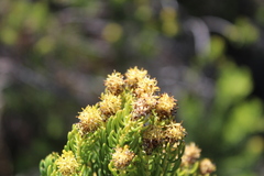 Leucadendron teretifolium