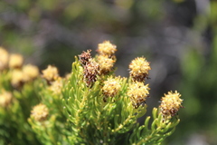 Leucadendron teretifolium