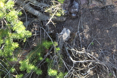 Leucadendron teretifolium