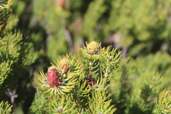 Leucadendron teretifolium