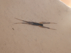 Episinus truncatus