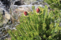 Leucadendron teretifolium