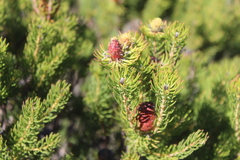 Leucadendron teretifolium