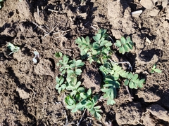 Sibbaldianthe bifurca