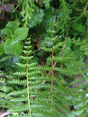 Amauropelta beddomei