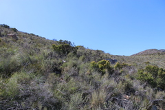 Leucadendron teretifolium