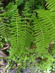 Amauropelta beddomei