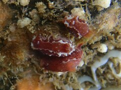 Polycera parvula