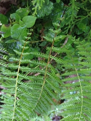 Amauropelta beddomei