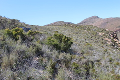 Leucadendron teretifolium