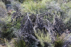 Leucadendron teretifolium