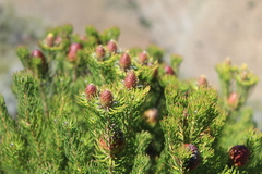 Leucadendron teretifolium