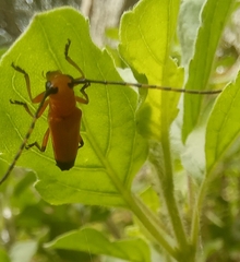 Nupserha lenita