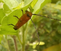 Nupserha lenita